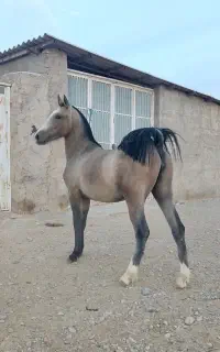 کره مادیون فروشی