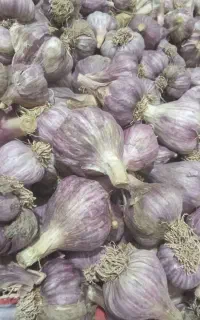 سیر ارگانیک‌بشاگرد