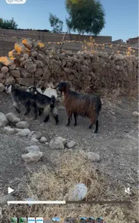 بز بزغاله‌ بز‌ خشک‌ چپش‌ چاق‌ مس‌‌مس