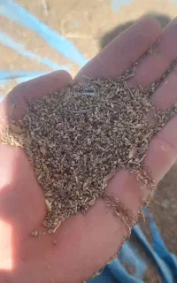 دنان خوارک پرنداها