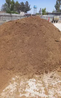 کودگوسفندی