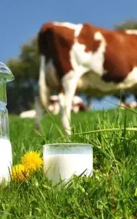 شیر گاو تازه محلی  بدون گرفتن ذره ای چربی