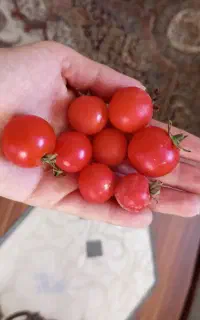 گوجه گیلاسی درعلامه مجلسی