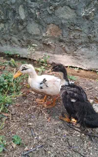 اردک