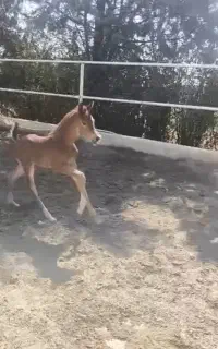 مادیان عرب وارداتی و کره نر پای مادر