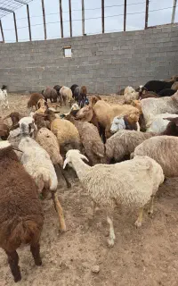 ۲۸ عدد گوسفند با بره