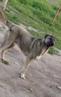 توله سرابی نر