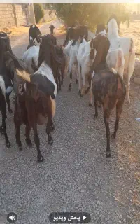 شهرستان کهگیلویه دهدشت لنده