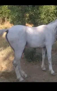 اسپی باری زمانتی