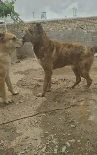 واگذاری سگ نگهبان گوسفندی