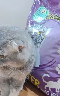 خاک اقتصادی گربه و بچه گربه