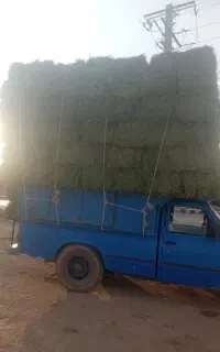 یونجه