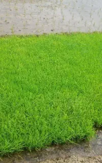 توم نشا دستی آماده نشا با قیمت مناسب