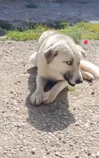 سگ دورگه هاسکی نر