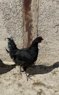 لاری و رسمی