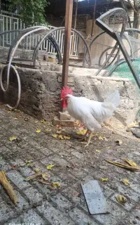 خروس سرحال