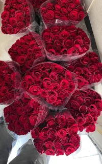 گل رز هلندی بسته ۲۰ عددی۶۰۰ تومن  گلخانه دار هستیم