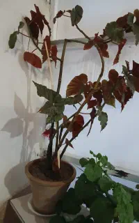 گل و گیاه
