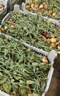 انجیر درجه یک باغات میمه