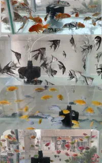 ماهی/آکواریومی..