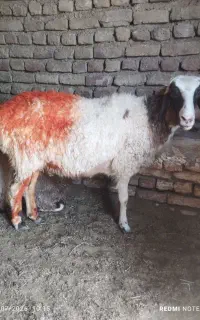 یه راس تقلی چهار دندون فقط ۳۰ملیون
