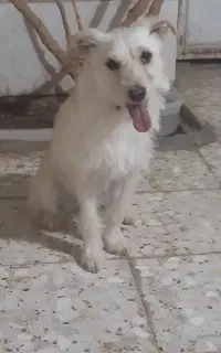 سگ پاکوتاه بی صدا