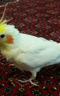 عروس هلندی نر