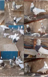کبوتر طوقی