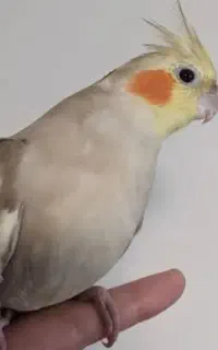 یک عدد عروس هلندی نر گمشده