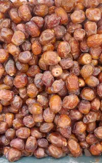 خرید خرما و رطب تازه مستقیم از باغدار
