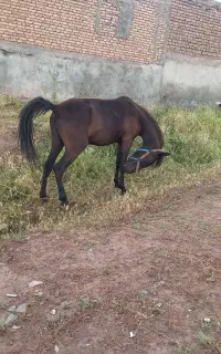مادیان ۱۵ ماهه