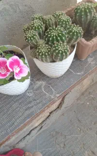 کاکتوس