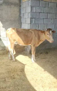 گوساله ماده نژاد جرسی