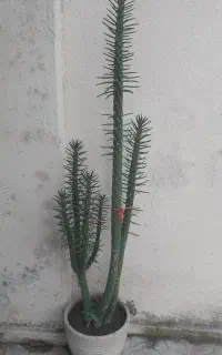 گل کاکتوس