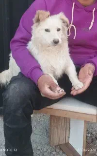 پا کوتاه