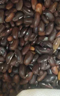 بذر لوبیا سبز و لوبیا قرمز