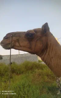شتر نر لوک محبوب