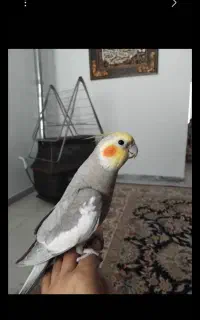 عروس هلندی سخنگو