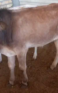 گوساله نر