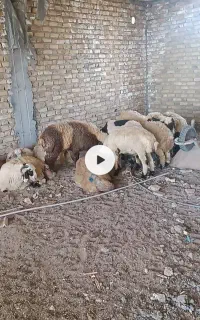 با سلام گوسفند زنده برای عید قربان