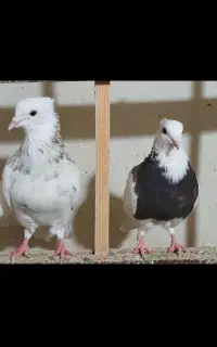 کبوتر طوقی