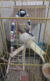 عروس هلندی