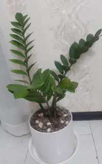 گل طبیعی