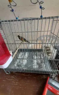 سهره