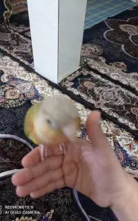 گرینچیک دستی