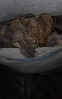 پشم گوسفند شسته شده ۱۵۰ کیلو بفروش میرسد