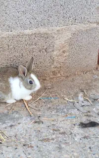 فروش تعدادی توله خرگوش