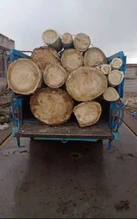 پیمانکاری خرید چوب درختان در باغ و باغچه