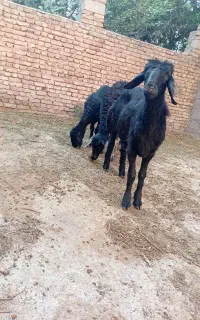بره ماده