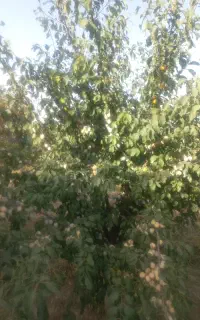 فروش آلو کبرایی